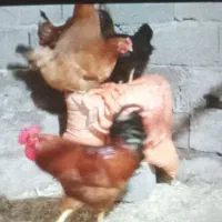 مرغ وخروس محلی ارگانیک|حیوانات مزرعه|لنگرود, |دیوار