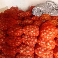 فروش پیاززرد