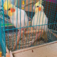 عروس لوتینو مولد تخم گذار