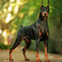 توله دوبرمن ماده|سگ|دزفول, |دیوار