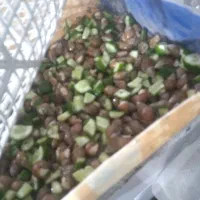 حلزون فروشی