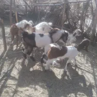 فروشی|حیوانات مزرعه|کهنوج, |دیوار