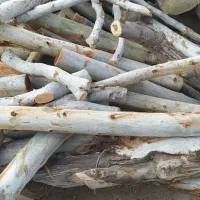 خریدار انواع چوب تر و خشک با بهترین قیمت