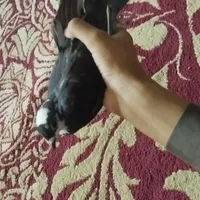 کفتر ماده موشی هوایی|پرنده|سراوان, |دیوار