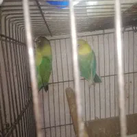 جفت کوتولهمک