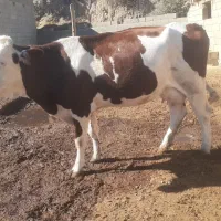 گاو شیری|حیوانات مزرعه|فراغی, |دیوار