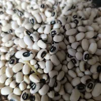 لوبیا چشم بلبلی