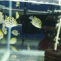 ماهی گوشتخوار و گیاهخوار|ماهی|شیراز, کوشک میدان|دیوار