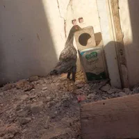 لاری|حیوانات مزرعه|تربتحیدریه, رجایی|دیوار