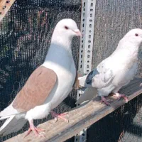 کبوتر حرفه ای