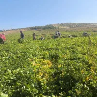 لوبیا سفید