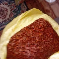 تخمه هندوانه دیمه