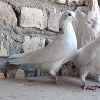 کبوتر گرفتنی|پرنده|قم, باسکول|دیوار