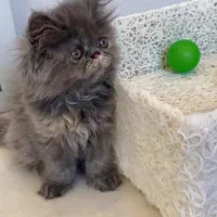 گربه پرشین سوپرفلت دختر دوماهه|گربه|تبریز, |دیوار