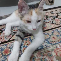 گربه