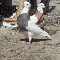 طوقی و سینه ای