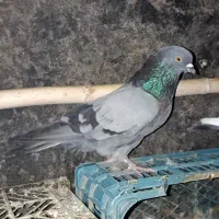 کفتر پرشی سبز نر|پرنده|فاضل آباد, |دیوار