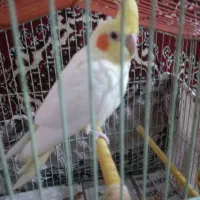 عروس هلندی لوتینو۴ماهه نر ،سن مناسب برای سخنگو شدن