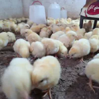 فروش جوجه یک روزه راس