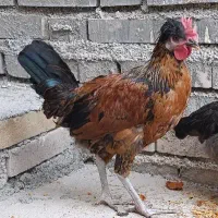 خروس عربی