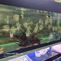 گوپی فایتر دیسکس آنجل آکواریوم  گیاهخوار  گوشتخوار|ماهی|اردبیل, |دیوار