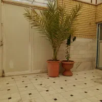 درخت نخل