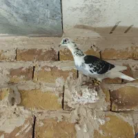 کویتی سیاه|پرنده|تربت‌حیدریه, پائین ولایت|دیوار