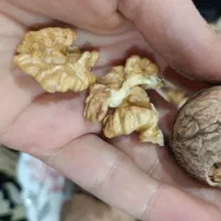 حراج گردوی ناب الشتر لرستان ...|خوردنی و آشامیدنی|قم, عمار یاسر|دیوار