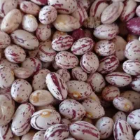 لوبیا چیتی درجه۱ درشت