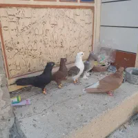 چند کفتر گرفتنی..