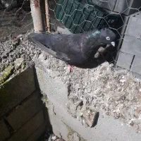 زاغ ماده چشمو نوک سفید بی نظیر|پرنده|قائم‌شهر, |دیوار