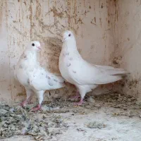 کفتر پرشی|پرنده|ساوه, |دیوار