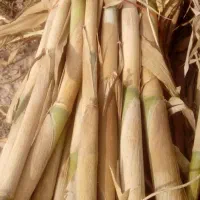 فروش نی درخدمتم ، توافقی