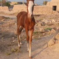 کره اسب پنج ماهه