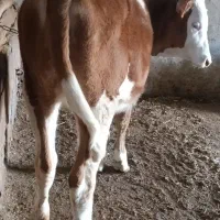 فروش ماده سمیتال اصل