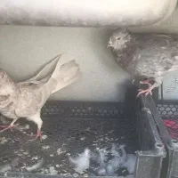 یک جفت کفتر|پرنده|قدس, شهرقدس|دیوار