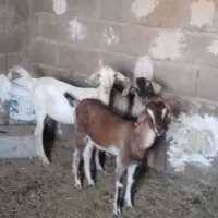 کره نرو ماده