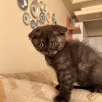 اسکاتیش فولد اسموکی