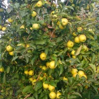 انواع نهال میوه و خشکبار|خدمات باغبانی و درختکاری|رضوانشهر, |دیوار