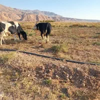 دو‌عددگاو‌یکی‌نر‌ویکی‌ماده‌شیری|حیوانات مزرعه|انگوران, |دیوار