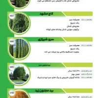 نهالستان جهان سبز|گل و گیاه طبیعی|خرم‌آباد, |دیوار