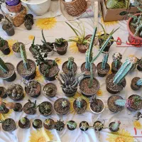 فروش ویژه مجموعه کاکتوس