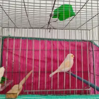 قناری مست ۶ دانگ بشرط|پرنده|کرمانشاه, |دیوار