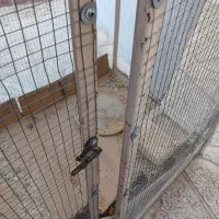 قفس بزرگ پرنده شهرضا|لوازم جانبی حیوانات|شهرضا, |دیوار