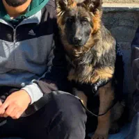 ژرمن شپرد|سگ|کرمانشاه, |دیوار