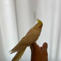 طوطی عروس هلندی|پرنده|لنگرود, |دیوار