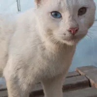 واگذاری حیوان خانگی