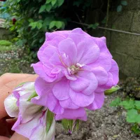 شعمدانی پیچ زیبا