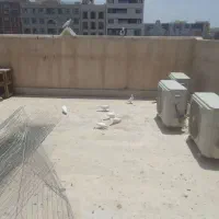 کفترحندقی وطوقی