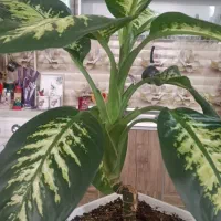 گل دیفن باخی